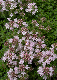 Thymus praecox Pink Chintz'